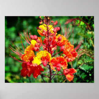 Mexican Bird of Paradise Poster