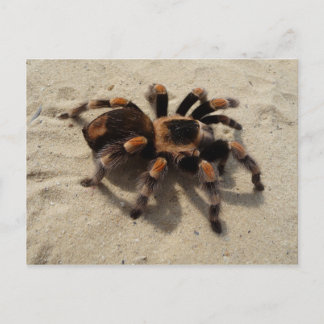Mexican Flameknee Tarantula Postcard