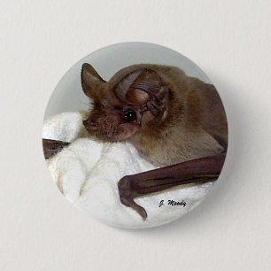 Mexican Free-tailed Bat 2 Inch Round Button