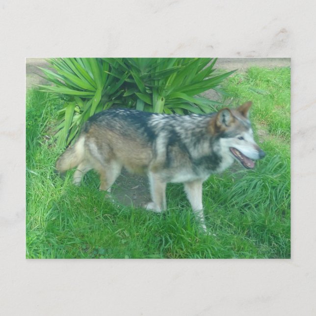 Mexican Grey Wolf #1 Postcard (Front)