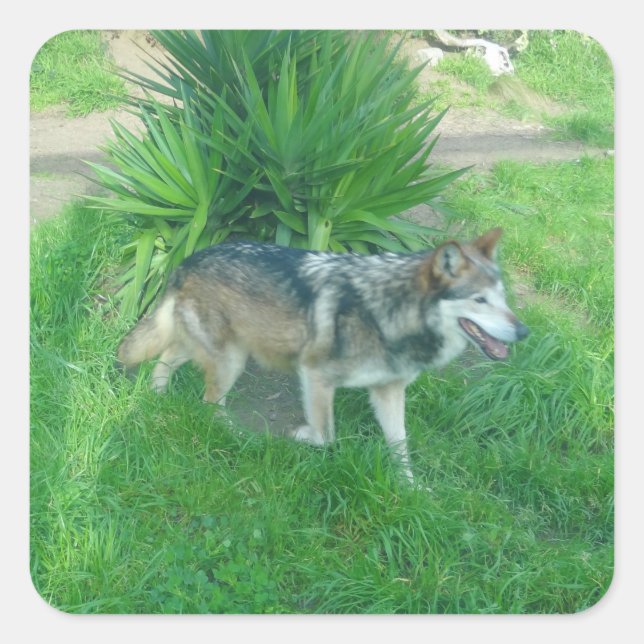 Mexican Grey Wolf #1 Stickers (Front)