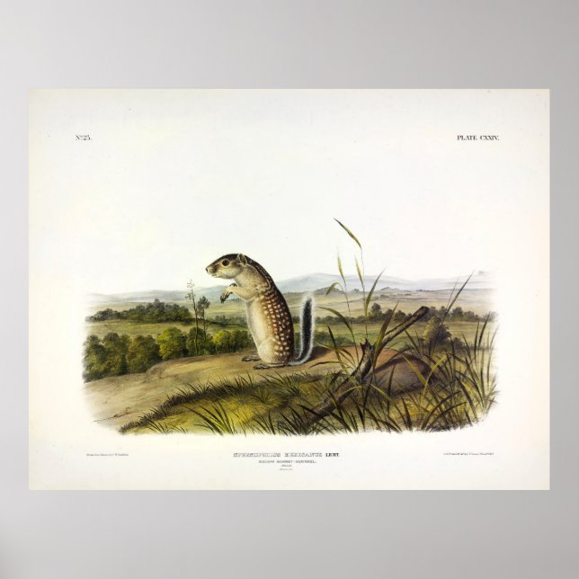 Mexican Marmot-Squirrel (Mexican Ground Squirrel) Poster (Front)