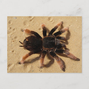 Mexican Pink Tarantula Postcard