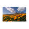 Mexican Poppies - Franklin Mountian State Park 2