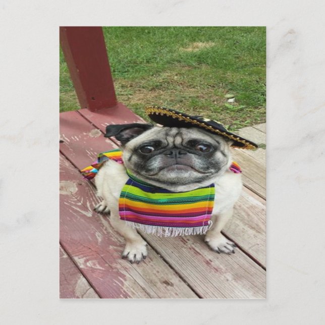 Mexican Pug Postcard (Front)