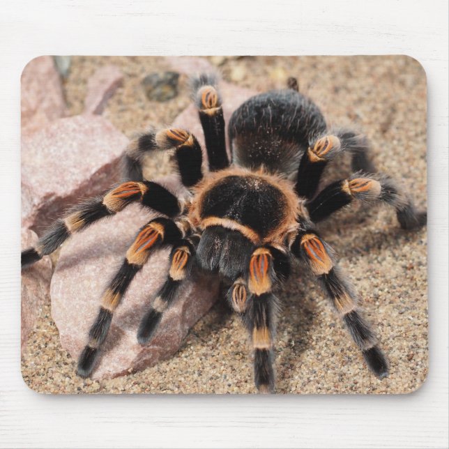 Mexican Red Knee Tarantula Spider Mouse Pad (Front)