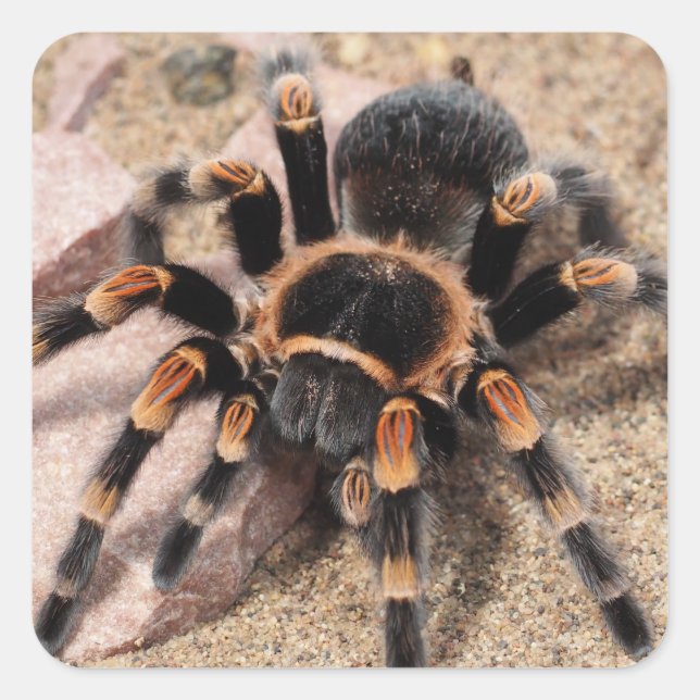 Mexican Red Knee Tarantula Spider Square Sticker (Front)