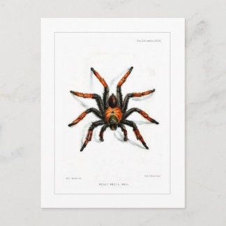 Mexican red leg tarantula postcard