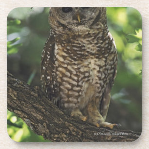 Mexican Spotted Owl On Perch In Gambel Oak Coaster