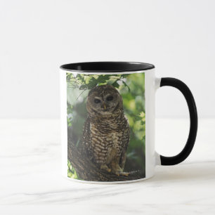 Mexican Spotted Owl On Perch In Gambel Oak Mug