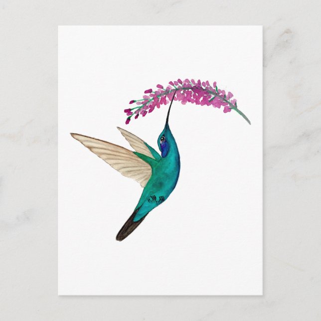 Mexican Violetear Hummingbird Postcard (Front)