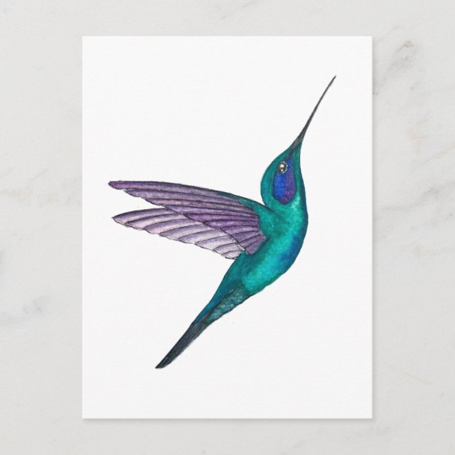 Mexican Violetear Hummingbird Postcard (Front)