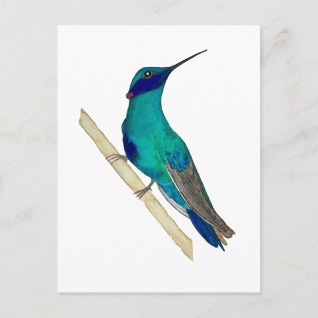 Mexican Violetear Hummingbird Postcard (Front)