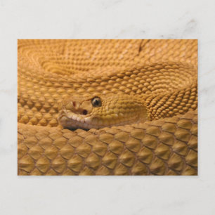 Mexican west coast rattlesnake postcard