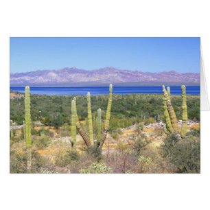 Mexico, Baja California Sur, Cardon Cactus at