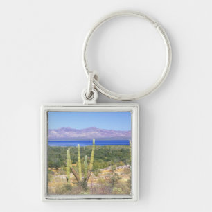 Mexico, Baja California Sur, Cardon Cactus at Keychain
