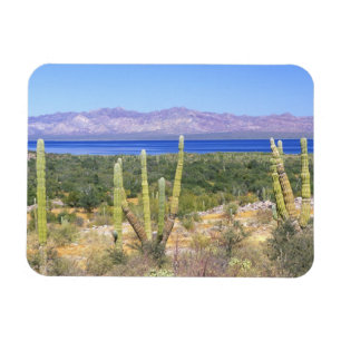 Mexico, Baja California Sur, Cardon Cactus at Magnet
