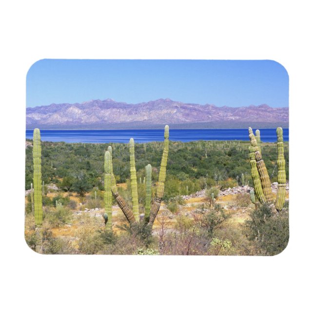 Mexico, Baja California Sur, Cardon Cactus at Magnet (Horizontal)
