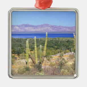 Mexico, Baja California Sur, Cardon Cactus at Metal Ornament