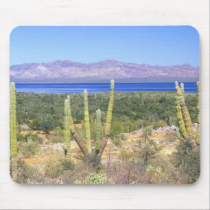 Mexico, Baja California Sur, Cardon Cactus at Mouse Pad