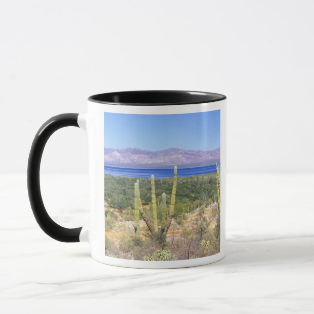 Mexico, Baja California Sur, Cardon Cactus at Mug (Left)