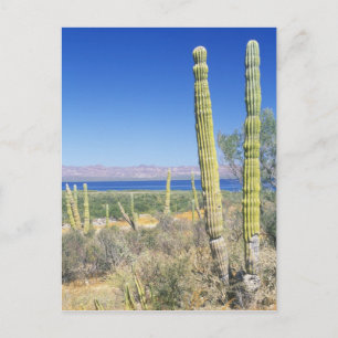 Mexico, Baja California Sur, Mulege, Bahia Postcard