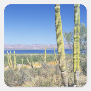 Mexico, Baja California Sur, Mulege, Bahia Square Sticker