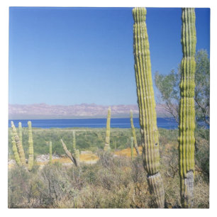 Mexico, Baja California Sur, Mulege, Bahia Tile