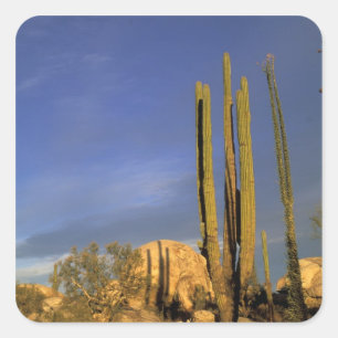 Mexico, Baja del Norte, Catavina Desert National Square Sticker