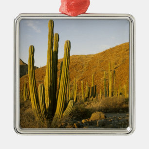 Mexico, Baja, Santa Catalina Island, Sea of Metal Ornament