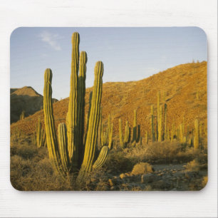 Mexico, Baja, Santa Catalina Island, Sea of Mouse Pad