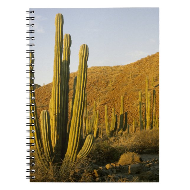 Mexico, Baja, Santa Catalina Island, Sea of Notebook (Front)