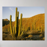 Mexico, Baja, Santa Catalina Island, Sea of