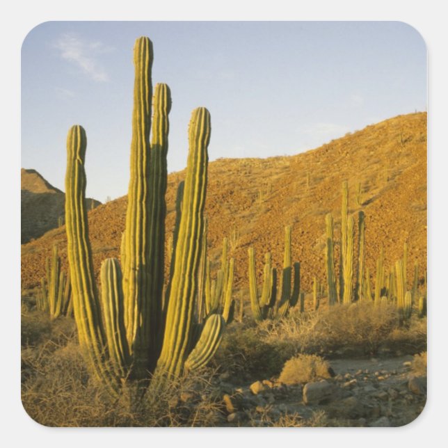 Mexico, Baja, Santa Catalina Island, Sea of Square Sticker (Front)