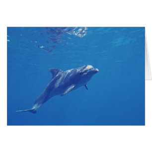 Mexico, Cozumel. Bottlenosed Dolphin