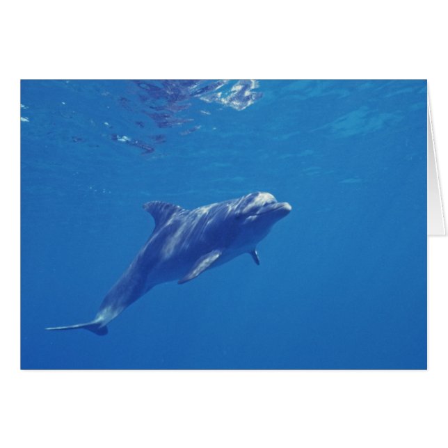 Mexico, Cozumel. Bottlenosed Dolphin (Front Horizontal)