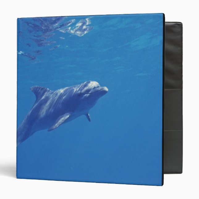 Mexico, Cozumel. Bottlenosed Dolphin Binder (Front/Inside)