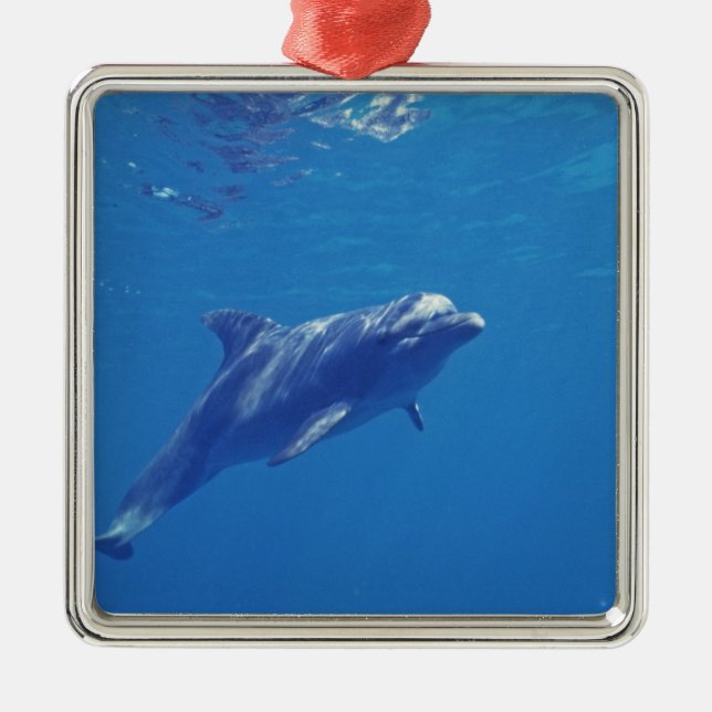 Mexico, Cozumel. Bottlenosed Dolphin Metal Ornament (Front)