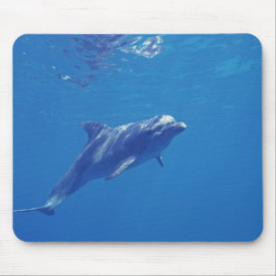 Mexico, Cozumel. Bottlenosed Dolphin Mouse Pad