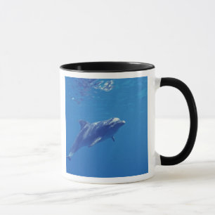 Mexico, Cozumel. Bottlenosed Dolphin Mug