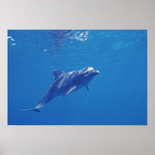 Mexico, Cozumel. Bottlenosed Dolphin Poster