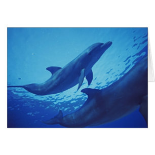 Mexico, Cozumel. Bottlenosed Dolphin, Tursiops