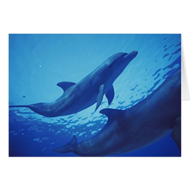 Mexico, Cozumel. Bottlenosed Dolphin, Tursiops (Front Horizontal)