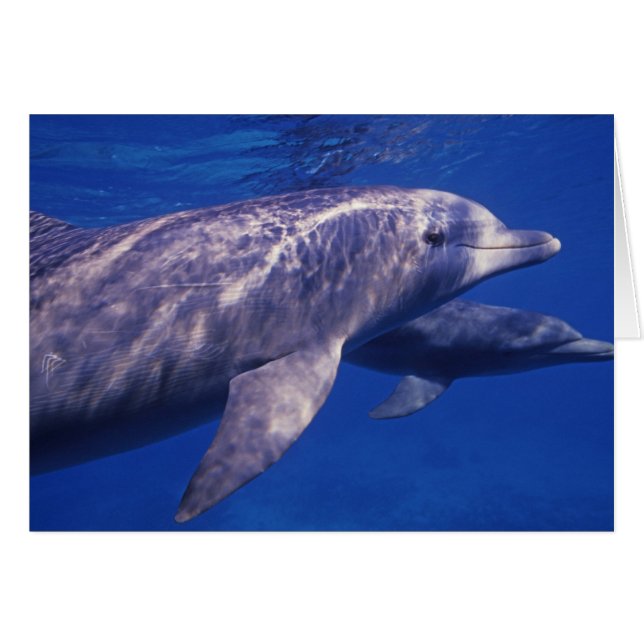 Mexico, Cozumel. Bottlenosed Dolphin, Tursiops 2 (Front Horizontal)