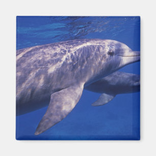Mexico, Cozumel. Bottlenosed Dolphin, Tursiops 2 Magnet
