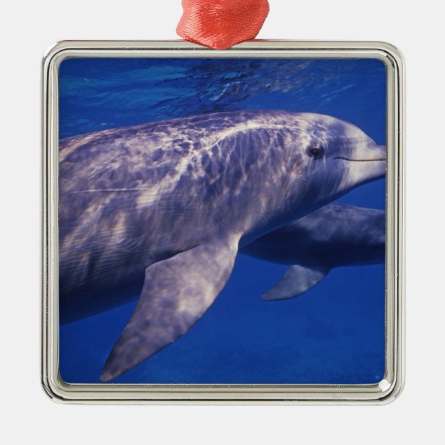 Mexico, Cozumel. Bottlenosed Dolphin, Tursiops 2 Metal Ornament (Front)