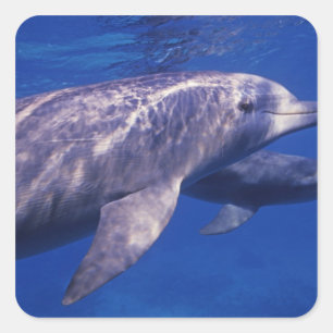 Mexico, Cozumel. Bottlenosed Dolphin, Tursiops 2 Square Sticker