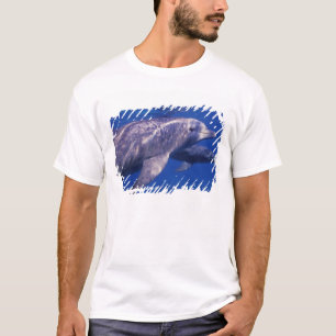 Mexico, Cozumel. Bottlenosed Dolphin, Tursiops 2 T-Shirt