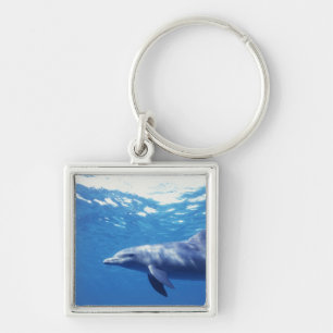Mexico, Cozumel. Bottlenosed Dolphin, Tursiops 3 Keychain