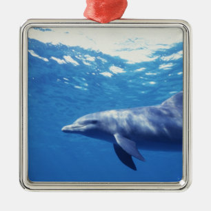 Mexico, Cozumel. Bottlenosed Dolphin, Tursiops 3 Metal Ornament